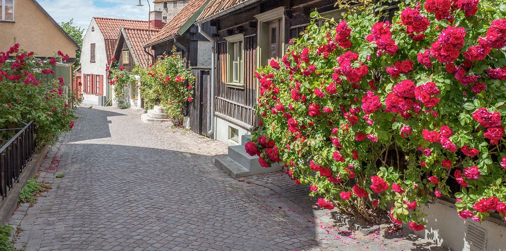 Jäsenristeily - Ruusujen Visby